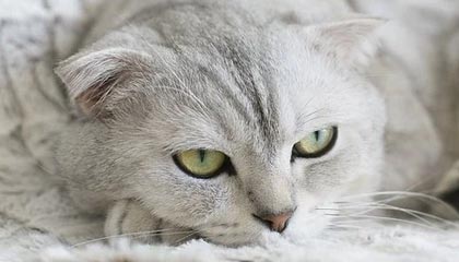 《鲨鱼侠》复兴：这部终极《忍者神龟》山寨剧值得再次回归